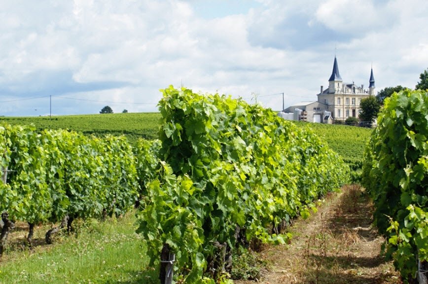 Vineyards of Bordeaux, Bordeaux, Nouvelle-Aquitaine, France